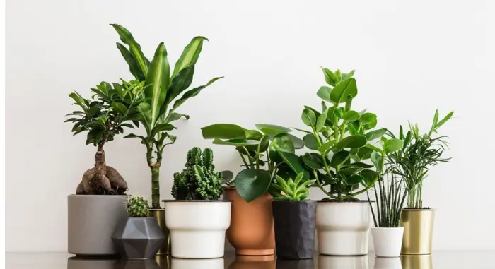 vasthuplant